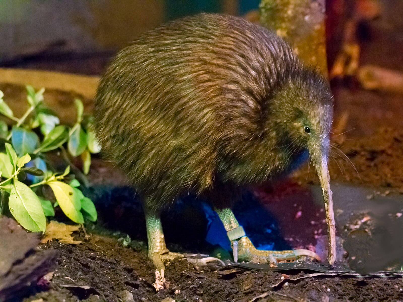kiwi bird
